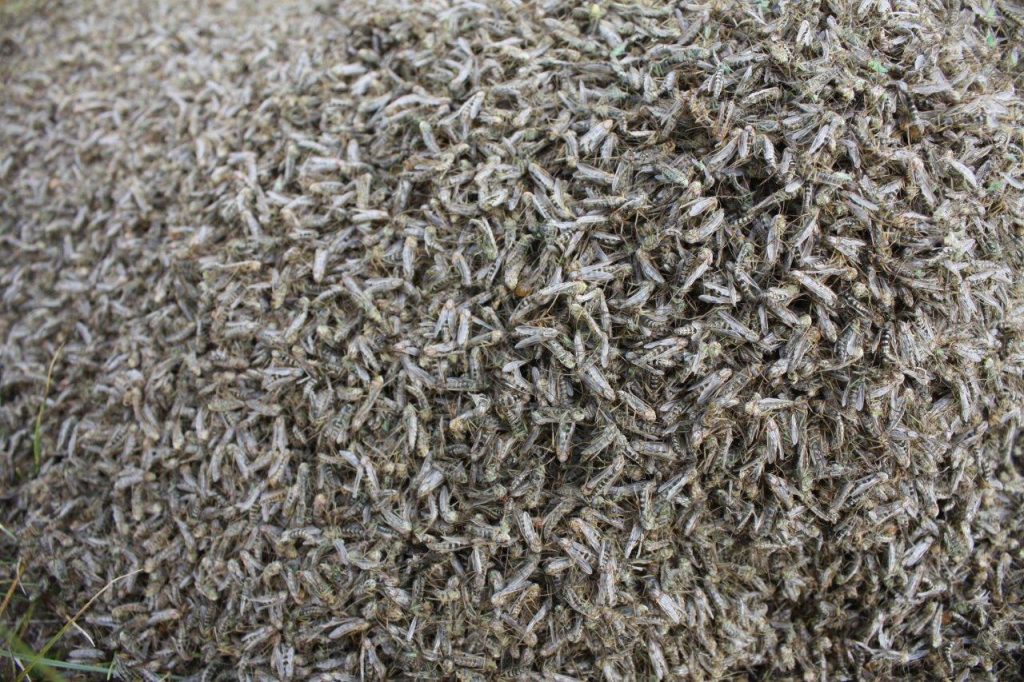 Close up photo of a large pile of small flies.