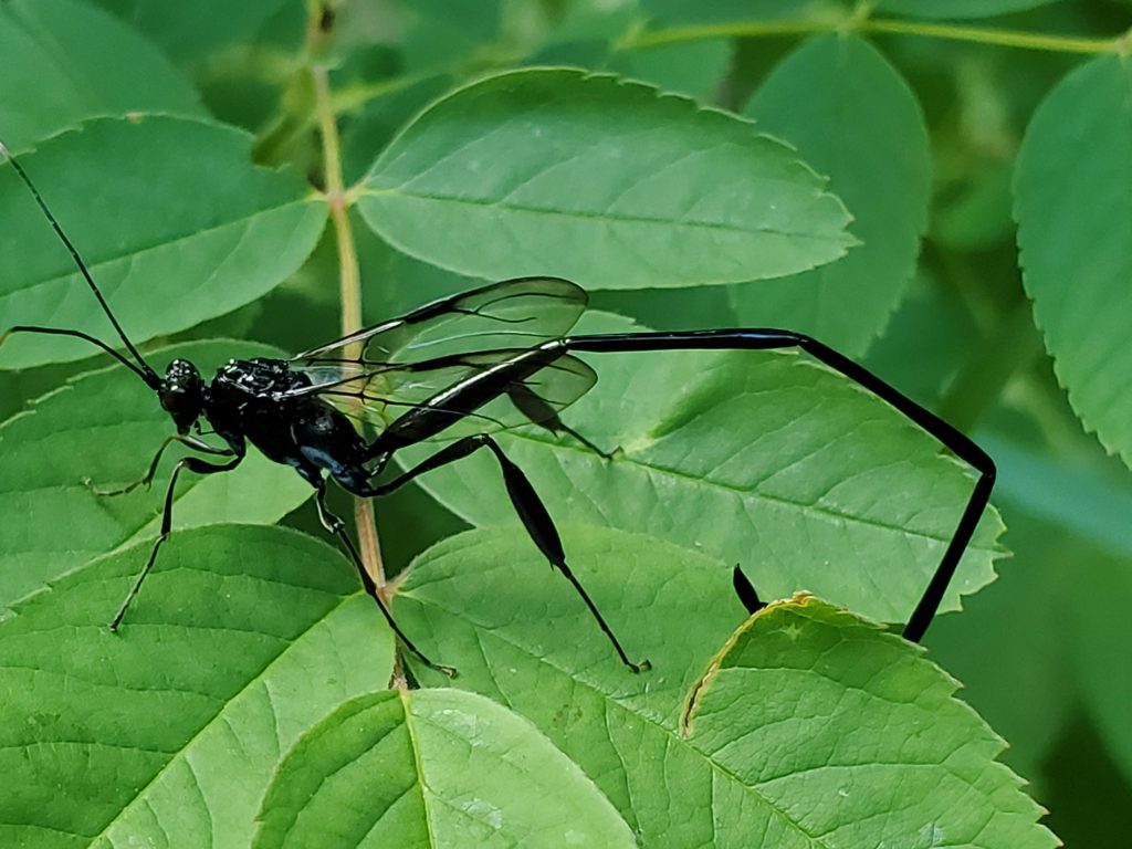 A large black wasp with an inordinately long ovipositor.