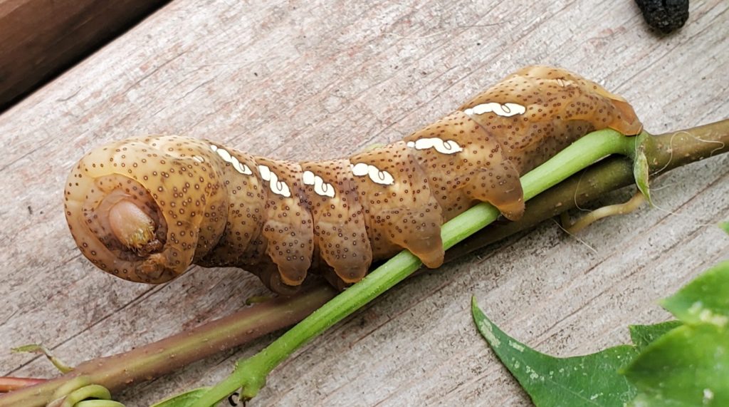 A large, hairless, tan caterpillar with white marks along its side.